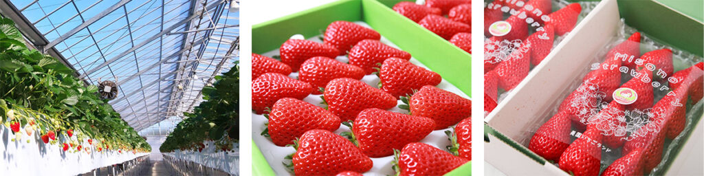 美園いちごランドのビニールハウス内、栽培されたいちご